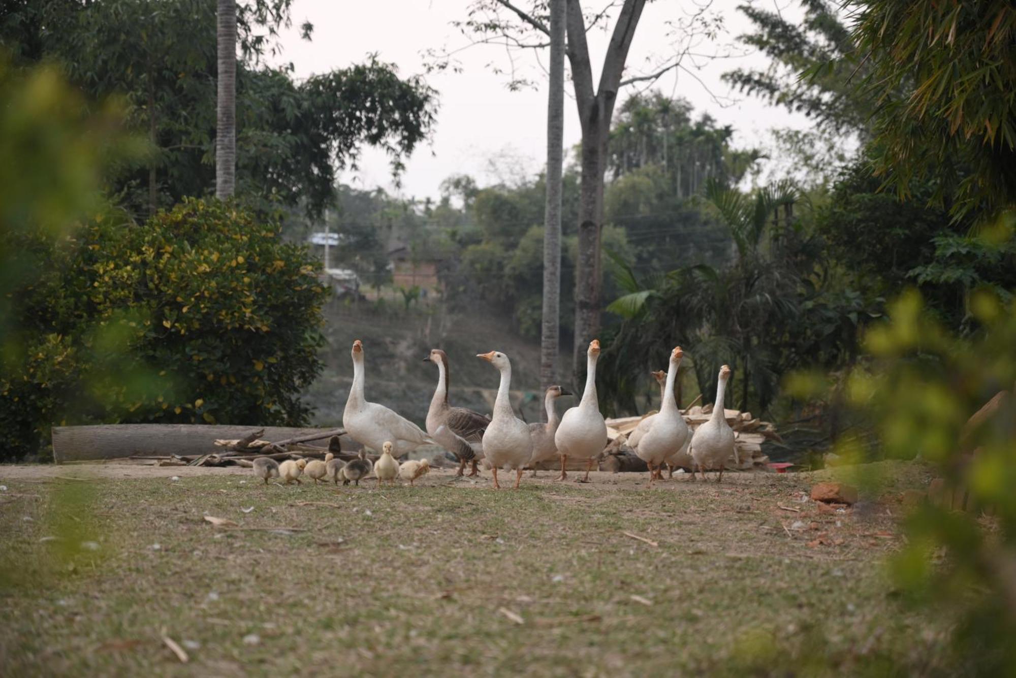 Landmark Woods Hotel Kaziranga Exterior photo